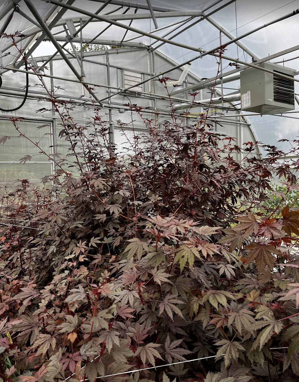 Butterbee Farm-Hibiscus Mahogany Splendor